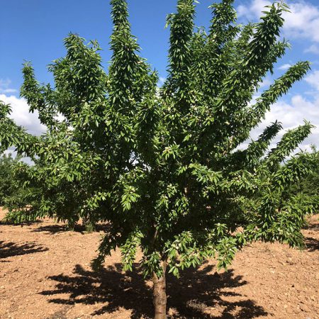 Almendro Marinada Agroforestales ESLA