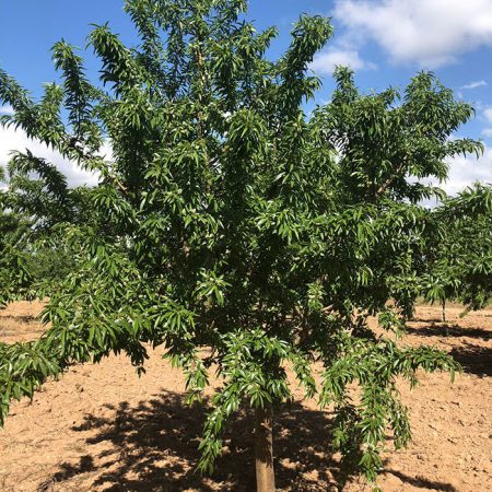 Almendro Penta Floraci N Extra Tard A Agroforestales Esla