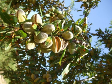 Plantar Almendros Paso A Paso Agroforestales Esla