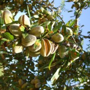 Fruto del almendro en la rama