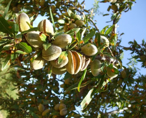Fruto del almendro en la rama