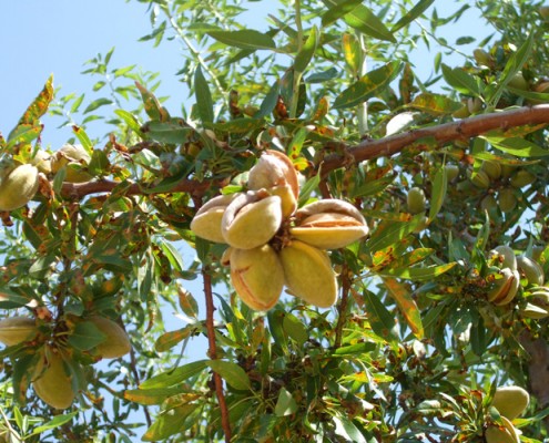 Detalle de la almendra Guara en el árbol