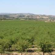 Vista aérea del cultivo de almendros
