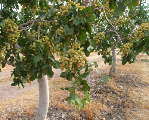 Fruto del pistacho en rama