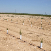 Cómo plantar almendros de forma correcta