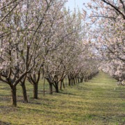 almendros