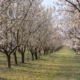 almendros