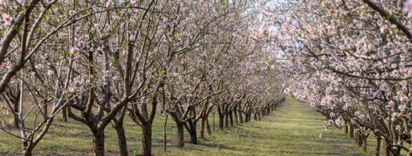 almendros