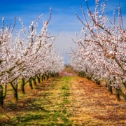 Plagas en Almendros