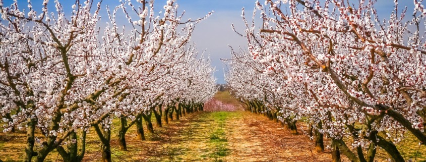 Plagas en Almendros